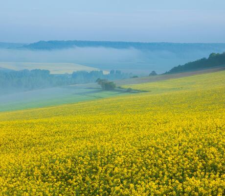 Crédit Photo de PHILIPPE SERRAND: https://www.pexels.com/fr-fr/photo/montagnes-clairiere-terrain-fleurs-15922449/